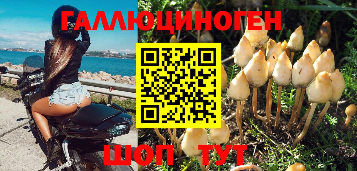 Галлюциногенные грибы Psilocybine cubensis Балаково